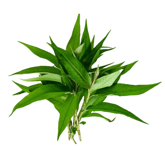 Rau Răm Miền Bắc