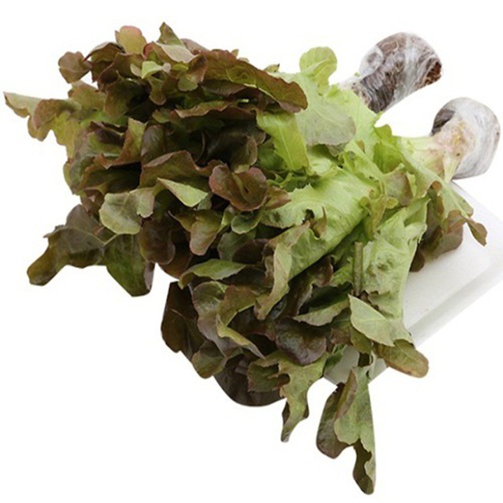 Red Oakleaf Da Lat Hydroponic