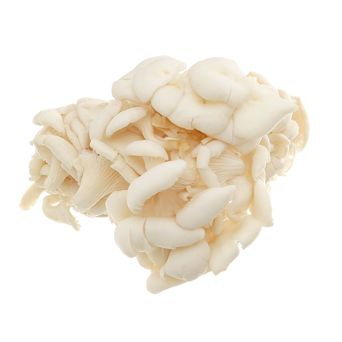 Nấm Bào Ngư Trắng (Nấm Sò Trắng)