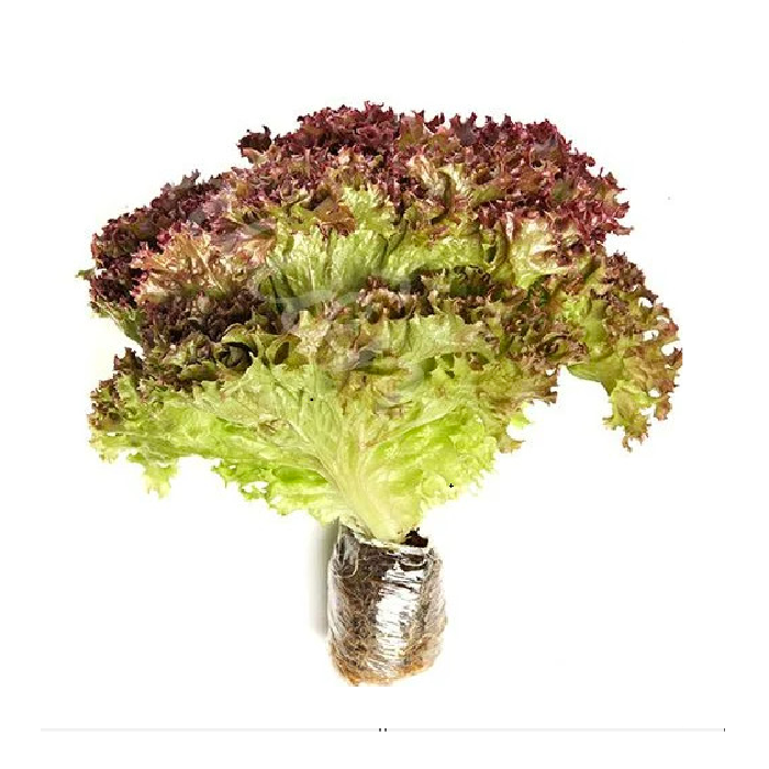 Red Lollo Rossa Lettuce Da Lat Hydroponic