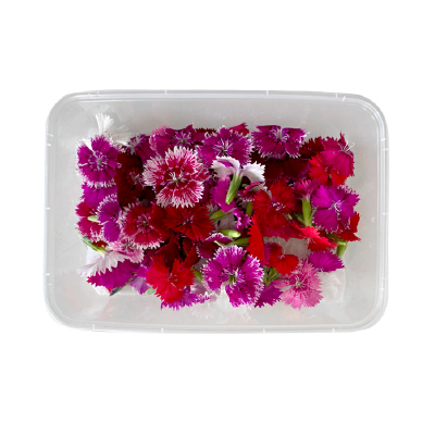 Hoa Cẩm Chướng Hộp 12g