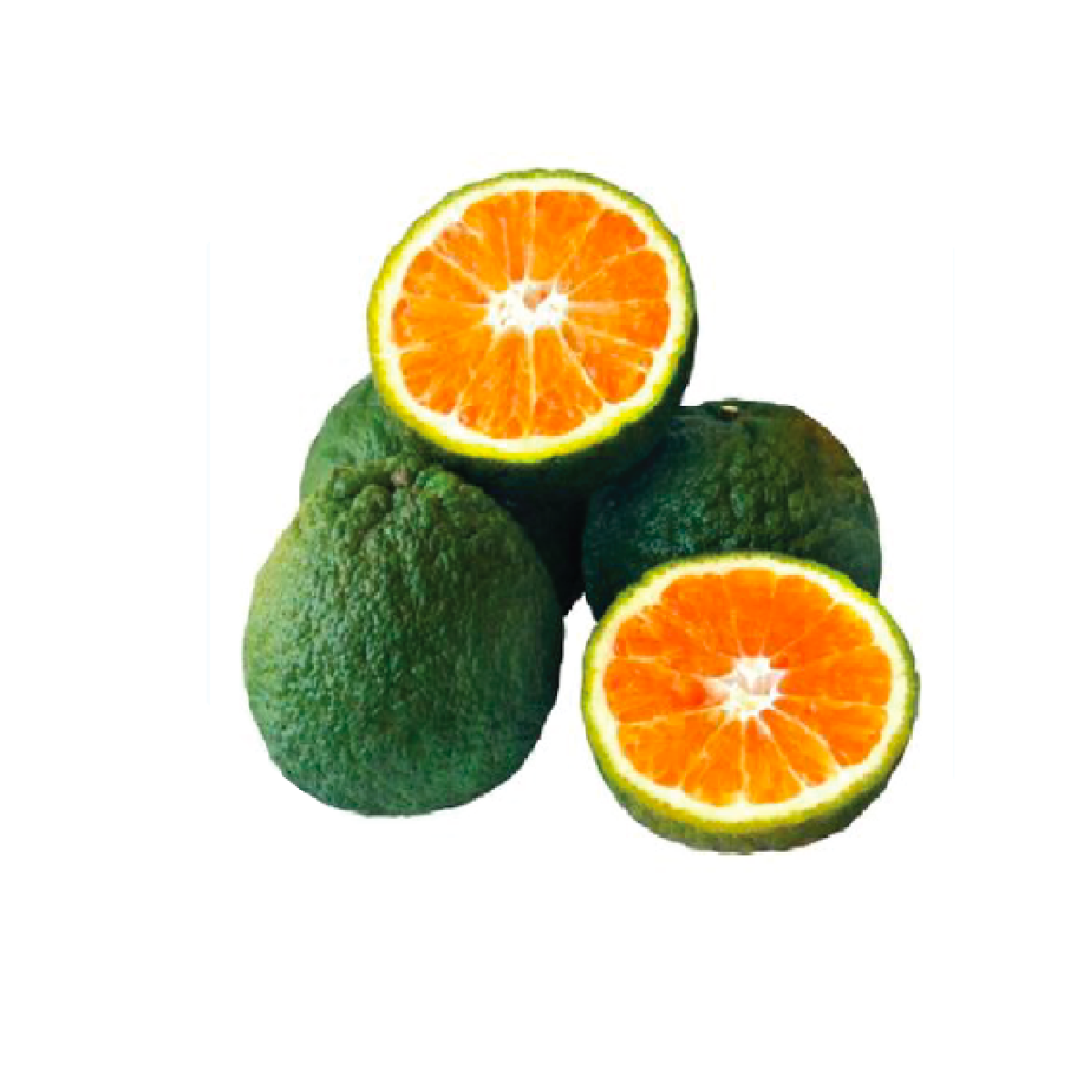 Cam Sành Miền Tây Cỡ Lớn