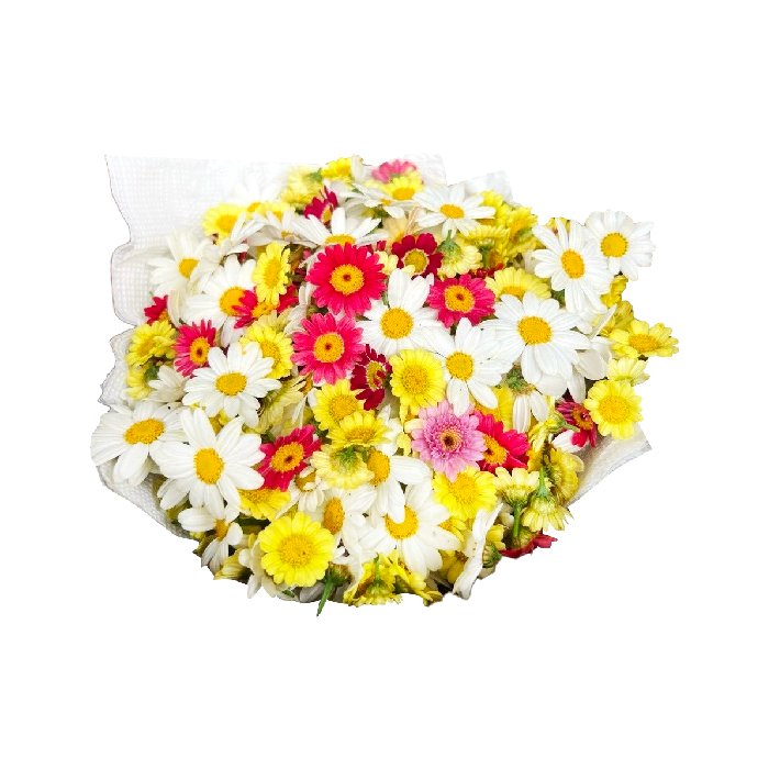 Cúc Họa Mi Mix Nhiều Màu 50g